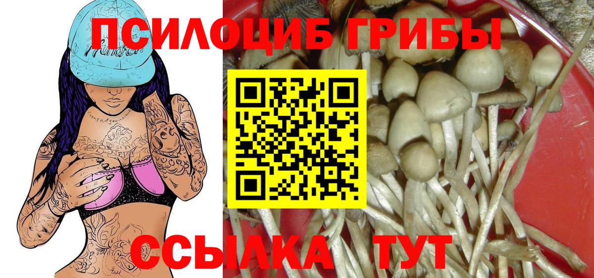 Галлюциногенные грибы Psilocybe Тихвин